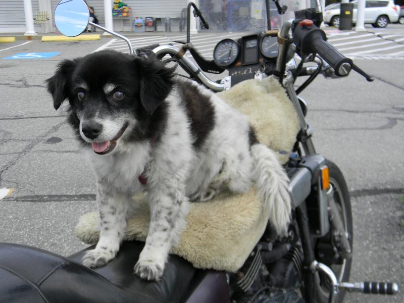 13-year-old Misty, a blind border collie, traveled 400 miles with her master, Jerome Hebert, on his Honda V4.5 Magna Motorcycle this week. The pair rode through all kinds of weather on their way to Boothbay Harbor from Ontario, Canada. DIANE RANDLETT/Boothbay Register 